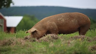 Raising 400 Pigs On Pasture COMPLETE [upl. by Llednek637]