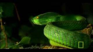 Deadly Venomous Viper  National Geographic [upl. by Sharia]