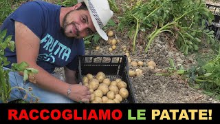 RACCOGLIERE e CONSERVARE le PATATE  ORTO BIOLOGICO [upl. by Marcelia]