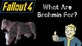 What Are Brahmin For  Fallout 4 [upl. by Nerro]