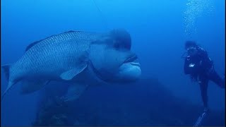 Facts The Asian Sheepshead Wrasse Kobudai [upl. by Combs]