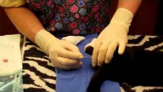 Cat Neuter Surgery with Doc Pawsitive [upl. by Kingston]