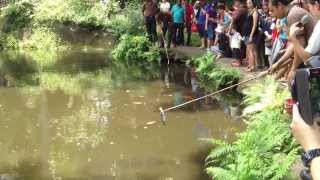 World Largest Freshwater Skip Fish Arapaima Feeding Time in Singapore Zoo [upl. by Olim]