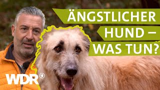 Hilfe bei ängstlichem Hund  Hunde verstehen 3  Tierratgeber  WDR [upl. by Dearr868]