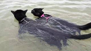 Adorable cats swimming together for the first time [upl. by Ardenia]