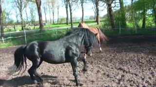 Natürliche Anpaarung Rocky Mountain Horse Hengst und Stute Love between Mare and Stallion [upl. by Muffin256]