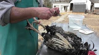 Backyard Chicken Processing Hand Plucking Made Easy [upl. by Redle]