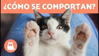 Comportamiento de los gatos  Claves para entenderlo [upl. by Ruenhs901]