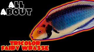 All About The Tricolor Wrasse or Red Head Solon Fairy Wrasse or Solar Fairy Wrasse [upl. by Ativahs734]