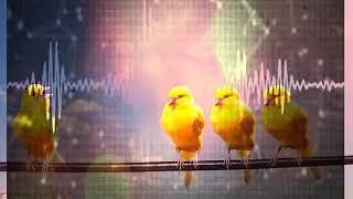 Female Canary calling for training male to sing [upl. by Christenson]