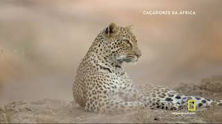 Caçadores Da África  Leopardo HD [upl. by Eedak]