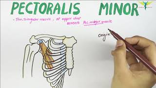 Pectoralis Minor  Muscle  Origin  Insertion  Nerve supply  Action [upl. by Amjan758]