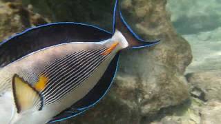 Sohal surgeonfish attack me in Red sea Araabia kirurgkala ründas mind [upl. by Sawyere]