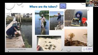 LiveStream Hydrilla What is it and how to fight it [upl. by Connolly]