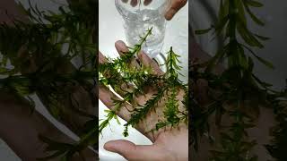 HOW DO YOU KEEP A HYDRILLA PLANT ALIVE [upl. by Sirref]