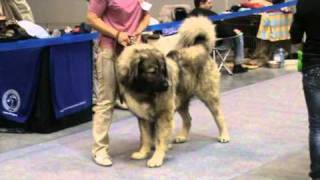 Caucasian Shepherd at Russia Dog Show [upl. by Dann609]