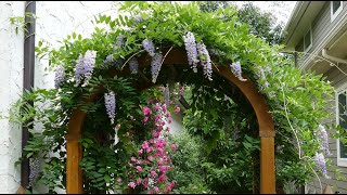 12 Vertical Gardening Ideas using Flowering Vines and Climbers [upl. by Adoc736]