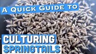 Culturing Springtails A Quick Guide [upl. by Lacym]