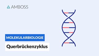 Querbrückenzyklus  Biochemie  Physiologie  AMBOSS Video [upl. by Ellswerth467]