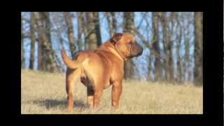 quot Continental Bulldog Greif quot  Asgards Pride Bulldogs [upl. by Sherman821]