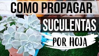 REPRODUCIR SUCULENTAS FÁCIL Y RÁPIDO 2018 PROPAGACION POR HOJA [upl. by Tommi]