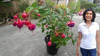 Propagating Fuchsia from cuttings with updates [upl. by Hagile]