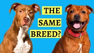 Are Pit Bulls And Staffies the Same  Breed Comparison [upl. by Naired]