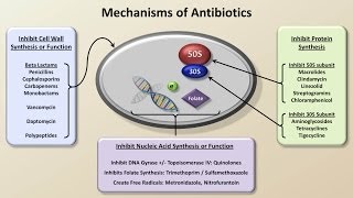 Mechanisms and Classification of Antibiotics Antibiotics  Lecture 3 [upl. by Mela]