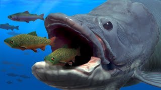 NEW GIANT ARAPAIMA EATS EVERYTHING WHOLE  Fish Feed Grow [upl. by Black892]