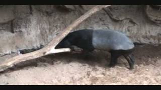 Malayan Tapir Chases Bird  Bronx Zoo  Jack amp Matthew  Feb 2009 [upl. by Edny636]