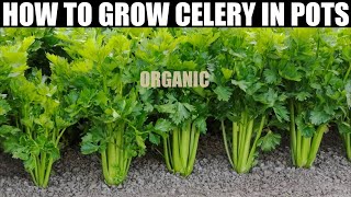 How To Plant Celery  SEED TO HARVEST  FULL INFORMATION [upl. by Elleuqram]