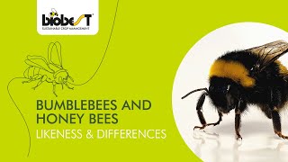 Bumblebees and honey bees  Likeness amp differences [upl. by Parrnell]