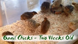 Coturnix Quail Chicks at Two Weeks Old  various colours [upl. by Chiquia]