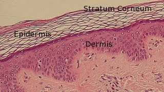 Layers of the Epidermis [upl. by Aramot]