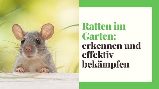 Ratten im Garten erkennen fangen und bekämpfen [upl. by Buttaro]