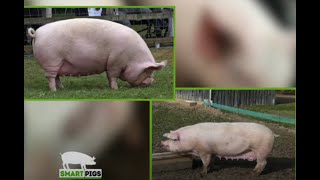 Pig farming successes story one of the top agribusiness ventures in Kenya  Smart Pigs [upl. by Darce]