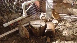 Coturnix Quail Outdoor Aviary  Raising Organically [upl. by Mushro]