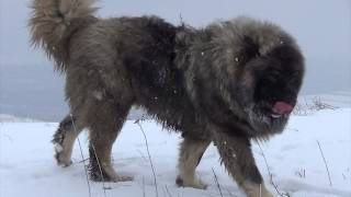 BEST ORIGINAL CAUCASIAN SHEPHERD OVCHARKA DOG [upl. by Prior]