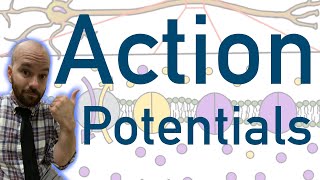 Action Potentials  Animated Explained Graphed [upl. by Albers]