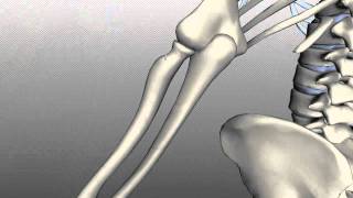 Radius and Ulna  Anatomy Tutorial [upl. by Heppman670]