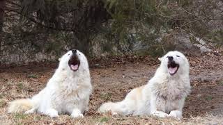 Wolf Siblings Howl a Synchronized Song [upl. by Carlisle]