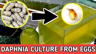 HOW TO HATCH DAPHNIA EGGS  HOW TO CULTURE DAPHNIA [upl. by Enilatan]