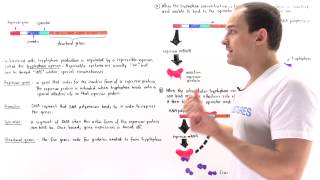 Tryptophan Operon [upl. by Asilahs]