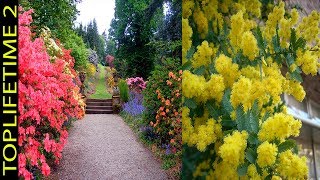 6 Árboles Ornamentales Para Jardín Pequeño [upl. by Schulz]