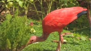 The Scarlet Ibis [upl. by Devine]