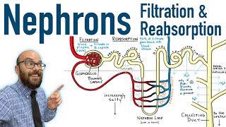 Nephrons  Filtration and Reabsorption Basics [upl. by Shuler]