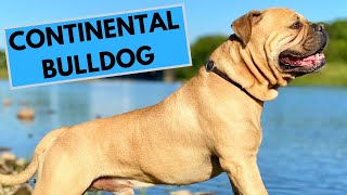 Continental Bulldog Dog Breed  Facts and Information [upl. by Needan]