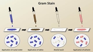 SulfamethoxazoleTrimethoprim Bactrim Septra Uses Coverage Dosage UTI Treatment Etc [upl. by Stiles]