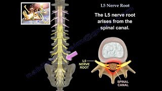 L5 Nerve Root  Everything You Need To Know  Dr Nabil Ebraheim [upl. by Nellac]