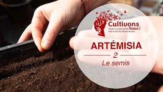 II Faire ses semis d’Artémisia Cultivonsnous  1 [upl. by Inahpets]